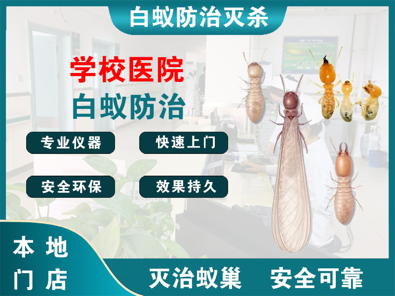 萧山区学校医院白蚁防治