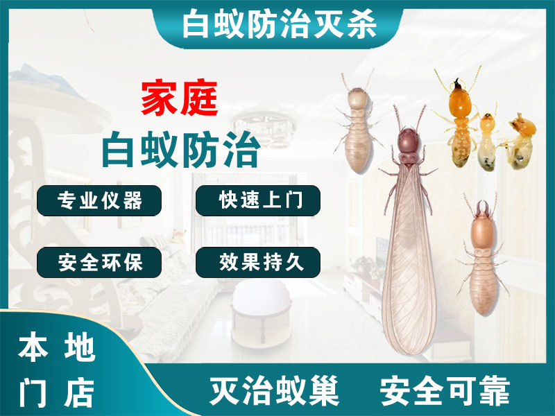 萧山区家庭白蚁防治